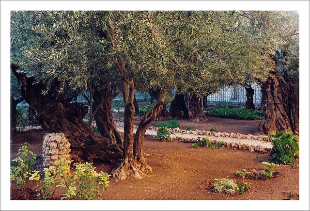 Garden of Gethsemane from Flickr via Wylio